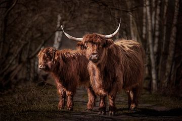 Zwei schottische Highlander in den Wäldern von Evelien Oerlemans