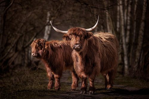 Twee Schotse Hooglanders in het bos
