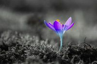 Alone