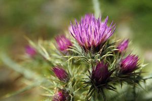 Die Distel von Cornelis (Cees) Cornelissen