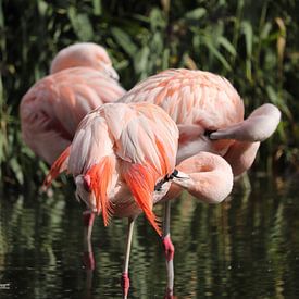 Flamingo's van De fotograafer