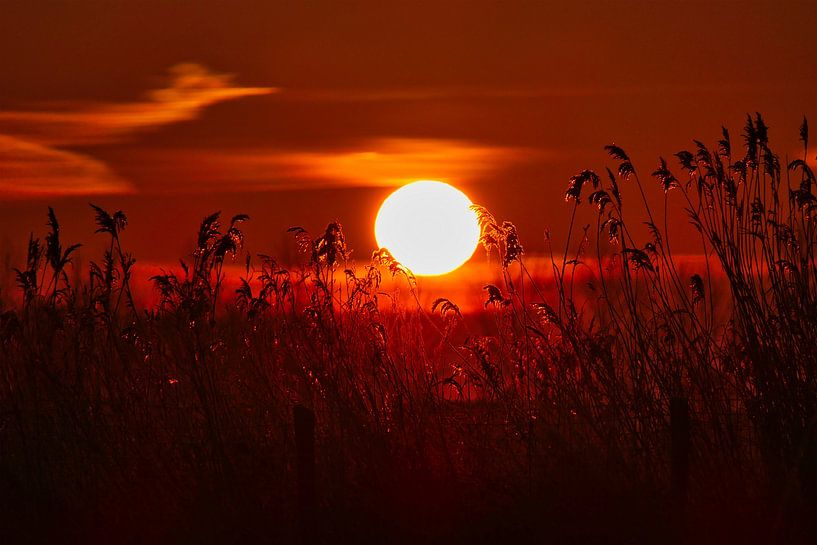 Zonsopkomst in de polder van Ton Wever