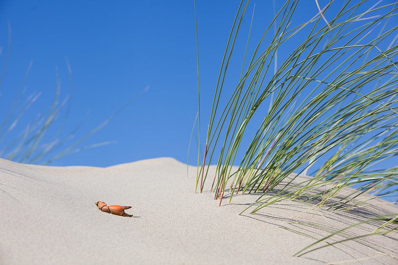 crab Leg by Leo van Valkenburg