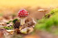 Fly agaric