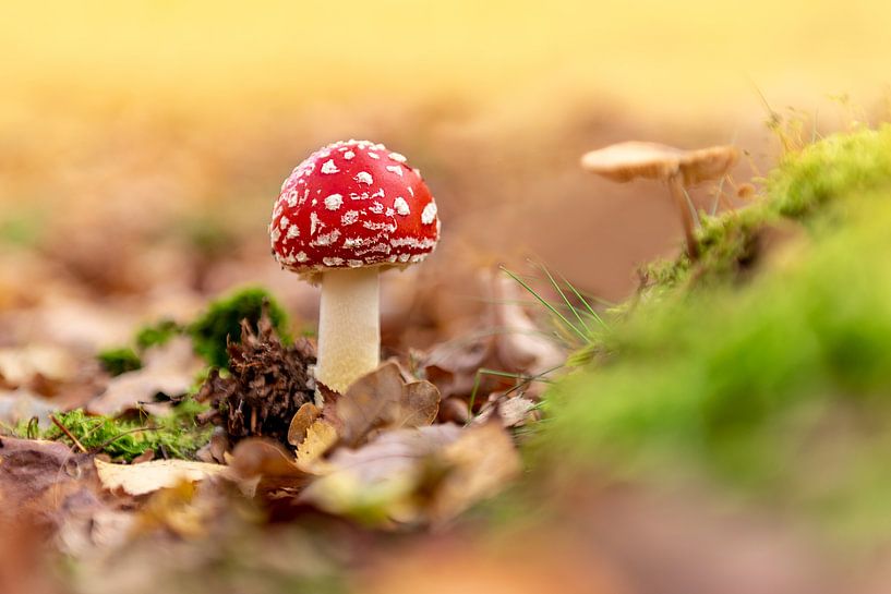 Fly agaric by Alco Vos