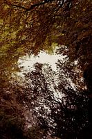 Reflections