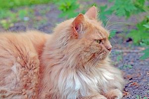 Maine Coon-kitten or hangover?