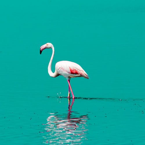 Flamingo im Wasser