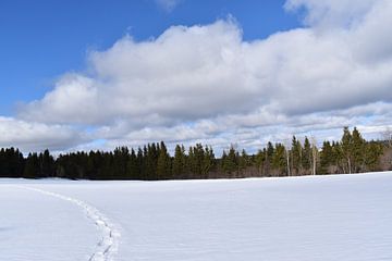 Snowshoe tracks in a field by Claude Laprise