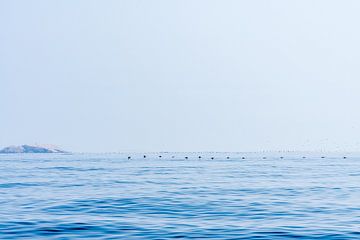 Vögel über dem Wasser von Joost Potma