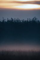 Mysteriöser Wald