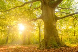 Alte Buche in einem Buchenwald an einem Herbstmorgen