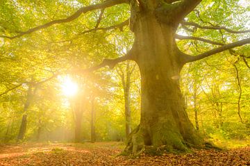 Vieux hêtre dans une forêt de hêtres lors d'une matinée d'automne sur Sjoerd van der Wal Photographie