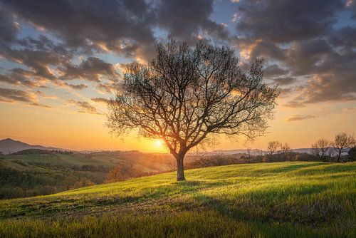 Eenzame boom in een prachtige lente zonsondergang in Toscane