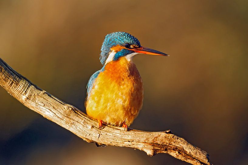 ijsvogeltje van gea strucks