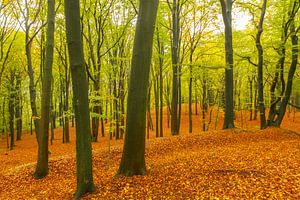 Herbsttag in einem Buchenwald mit braunen Blättern auf den Hügeln