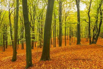 Herfstdag in een beukenbos met bruine bladeren op de heuvels