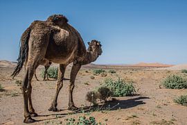Dromedary by Ton de Koning
