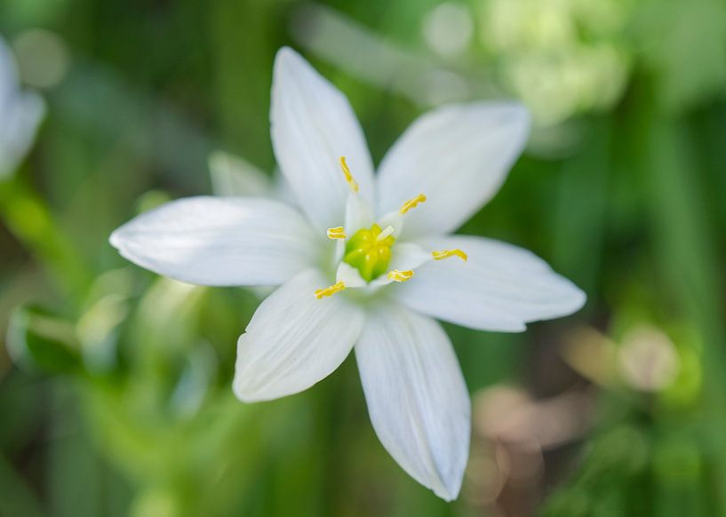 Common Star - of - Bethlehem Flower by Iris Holzer Richardson