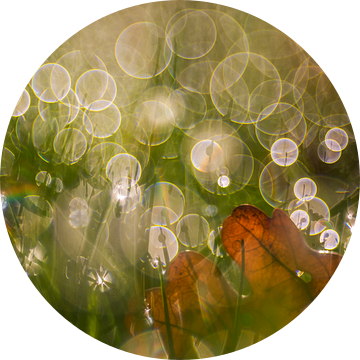 weideschittering van Daniela Beyer