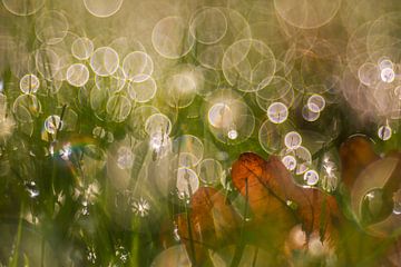 meadow sparkle by Daniela Beyer