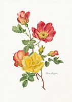 Rosa Moyesii