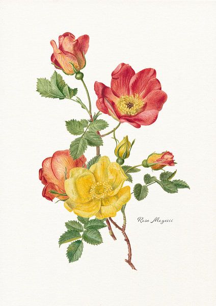 Rosa Moyesii par Walljar