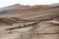 Troupeau de chèvres à travers les collines mongoles par Holly Klein Oonk Aperçu