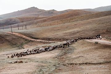 Troupeau de chèvres à travers les collines mongoles sur Holly Klein Oonk