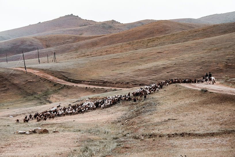 Troupeau de chèvres à travers les collines mongoles par Holly Klein Oonk