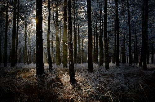 Forrest View