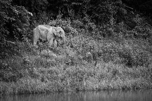 Éléphant dans la jungle sur Johan Zwarthoed