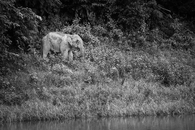 Elefant im Dschungel von Johan Zwarthoed