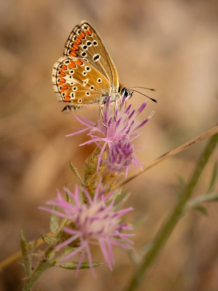 Maurisches Braunblau auf einer Distel von Beeldpracht by Maaike