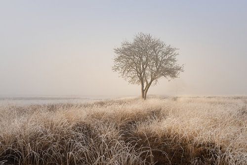 Eenzame boom in het rijp – Scharreveld in winterse stilte