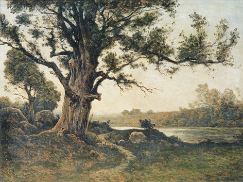 Arbre au bord de la rivière sur Apolo Prints