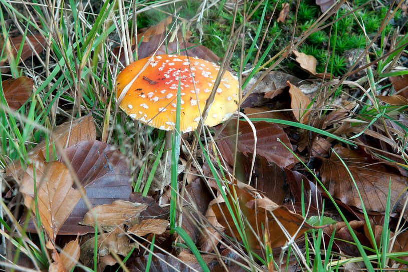Paddenstoel in bos van David Klumperman