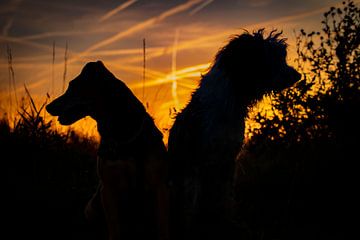 Honden in het avondlicht van Evita Pierik