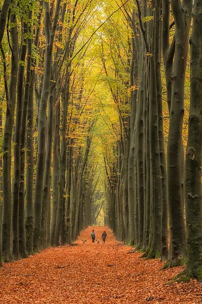 Herfstbos van Moetwil en van Dijk - Fotografie