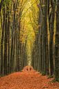 Herfstbos van Moetwil en van Dijk - Fotografie thumbnail