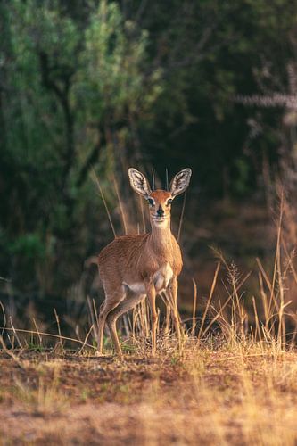 Namibië Jonge steenbok