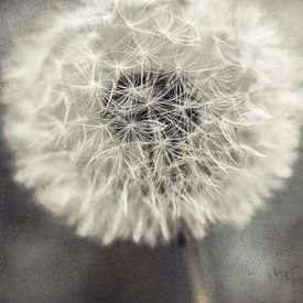 Pusteblume von Hannes Cmarits