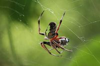 Spider in web with prey