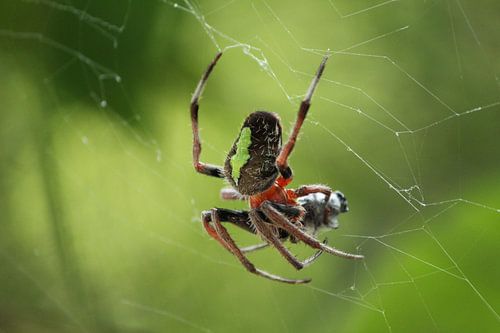 Spin in web met prooi