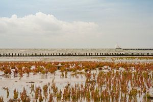 Waddenzee Ameland