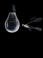 LIBELLE MET GLOEILAMP