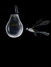 LIBELLE MET GLOEILAMP von René Lenting