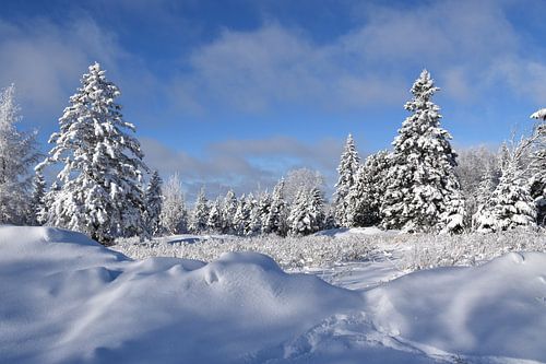 Snow-covered trees after storm