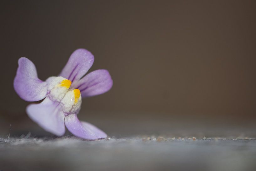 muurleeuwbek par Corine Harkes