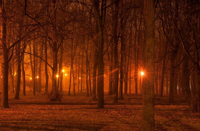 Lichten in een enge bos van Richard Wareham